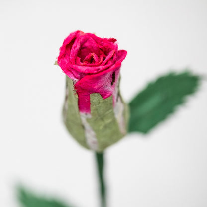 Single Pink Eco-Friendly, Sustainable, POOPOOPAPER Rose - Side Close Up